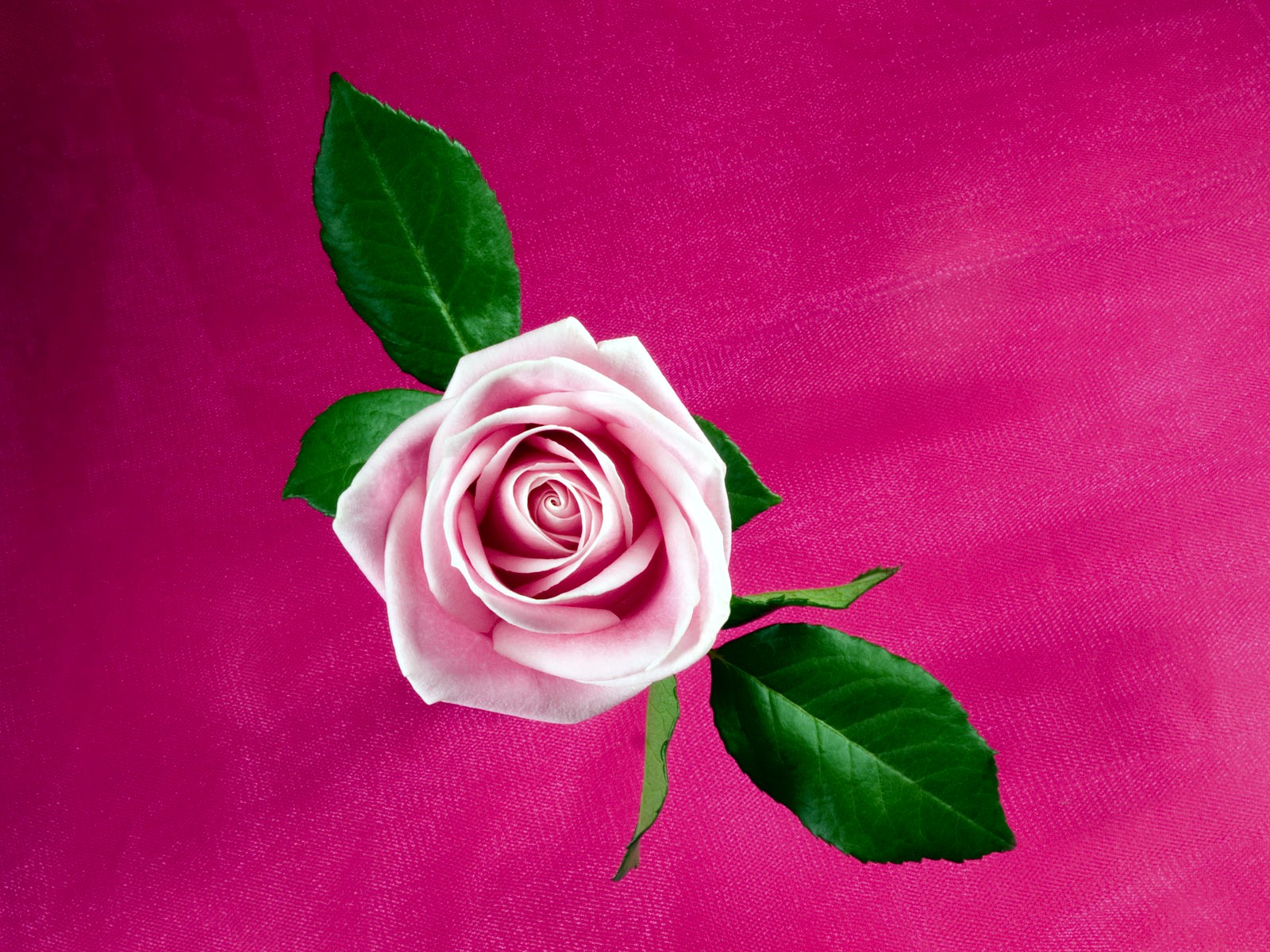 Cool Pink Rose9524519990 - Cool Pink Rose - Spring, Rose, Pink, Cool